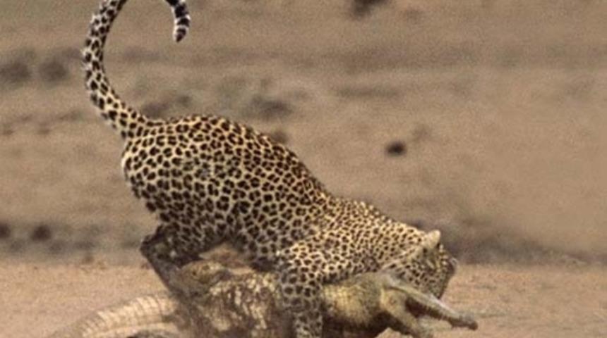 Leoparın timsah avı