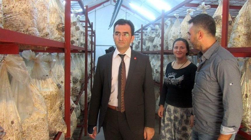 Edremit&rsquo;te İstiridye Mantarı Gen&ccedil; Girişimcilerin Ge&ccedil;im Kaynağı Oldu