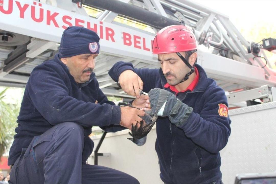 Ağaca Takılan Kuş, İtfaiye Ekiplerini Seferber Etti