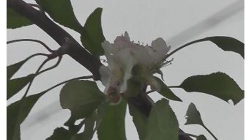 &Ccedil;i&ccedil;ek A&ccedil;an Elma Ağacı Şaşırttı