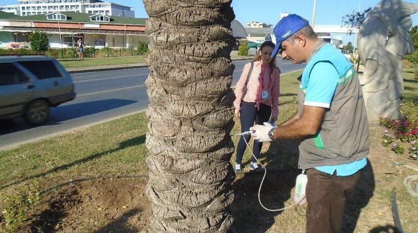 Alanya&rsquo;da &Ccedil;am Ağa&ccedil;ları Zararlılarına Karşı Biyolojik M&uuml;cadele
