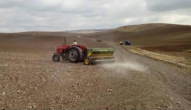 Yozgat’ta Hububat Ekim Çalışmaları Başladı 1
