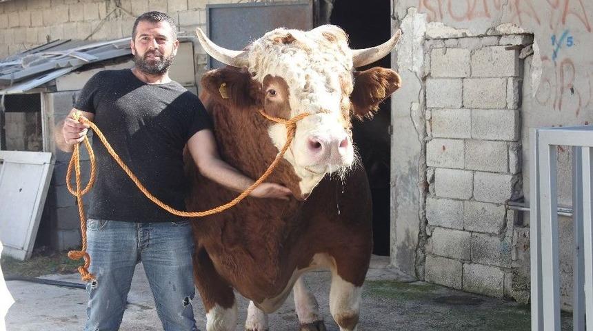 1 Ton 750 Kiloluk Dana 40 Bin Liraya Satıldı