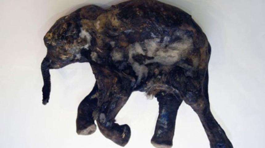 42 bin yaşındaki mamut fosili bulundu