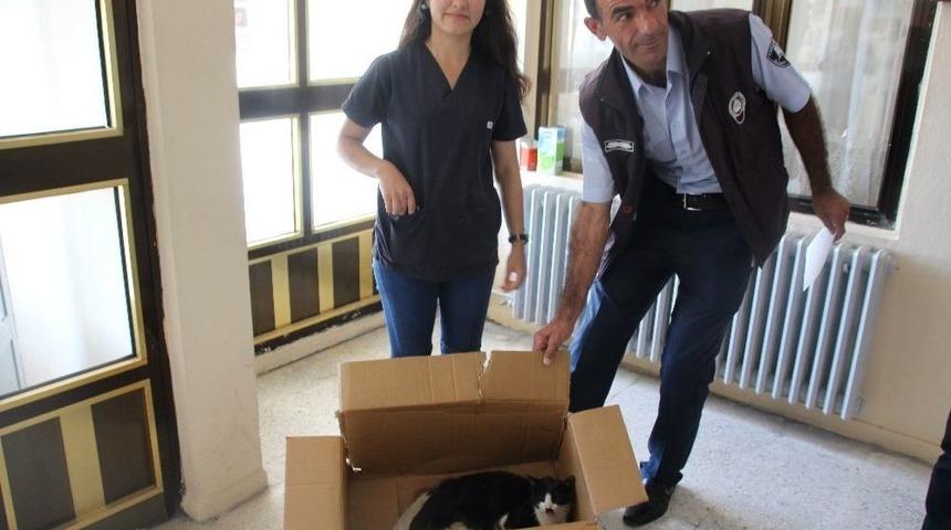 Yaralı Bulunan Kedi Muş&rsquo;a Sevk Edildi