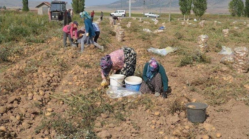 Altıntaş&rsquo;ta 2 Bin 500 Ton Patates Verimi Bekleniyor
