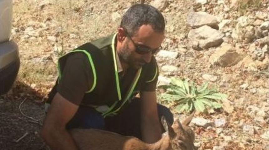 Koruma Altındaydı, Tedavisi Tamamlandı, Doğaya Bırakıldı