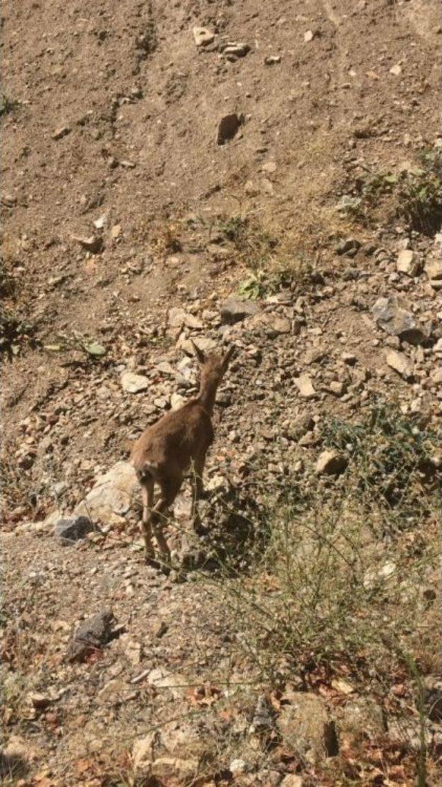 Koruma Altındaydı, Tedavisi Tamamlandı, Doğaya Bırakıldı