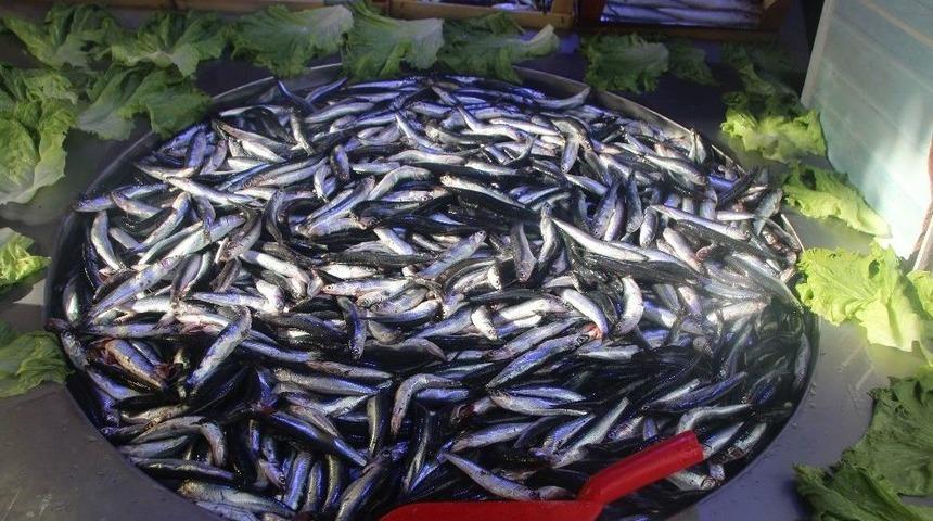 Hamsinin Fiyatı El Yakıyor