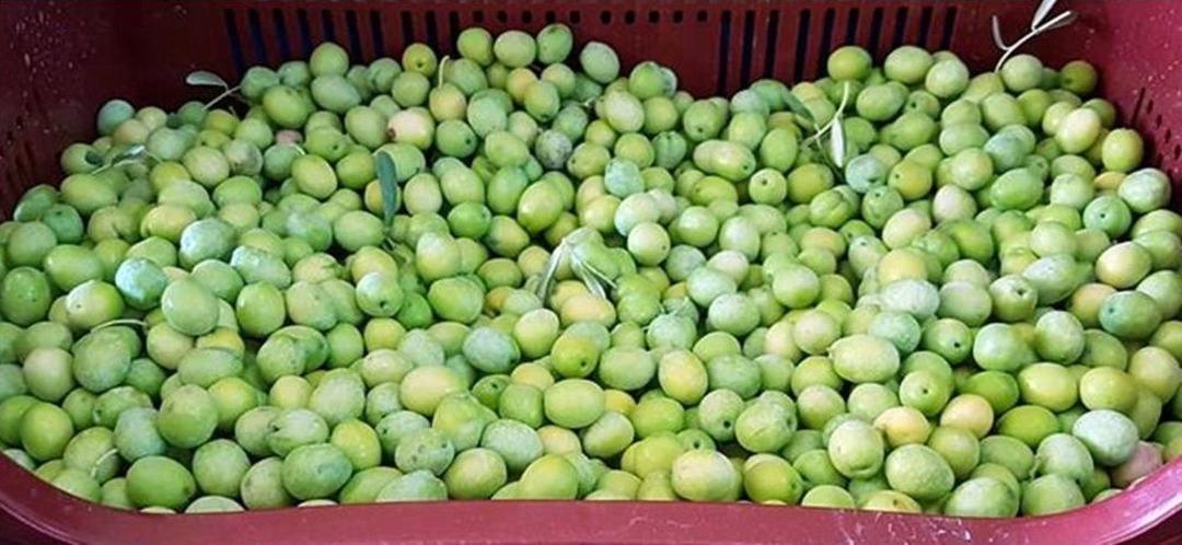 Mersin&rsquo;de Zeytin Hasadı Başladı