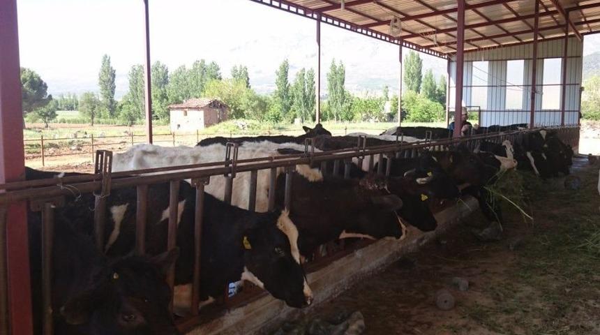 Hayvan Şap Hastalığı Aşılama D&ouml;nemi Başladı