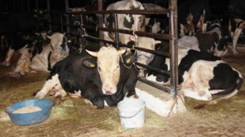 Aydın&rsquo;da B&uuml;y&uuml;kbaş Hayvan Sayısı 347 Bin 841 Oldu