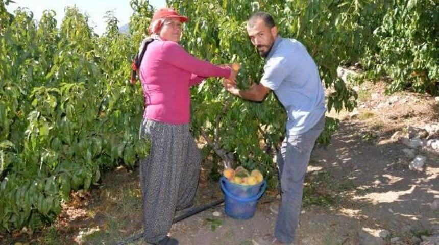 Uzun Bayram Tatili Şeftali &Uuml;reticisini Vurdu