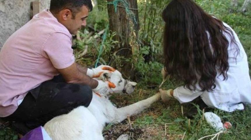 Varto'da Yaralı K&ouml;peğe Kaymakam Sahip &Ccedil;ıktı