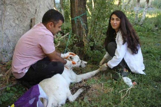 Varto'da Yaralı Köpeğe Kaymakam Sahip Çıktı