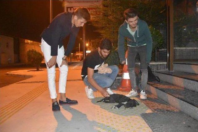 Çarptığı Yavru Köpeğin Üzerinden Geçip, Kaçtı