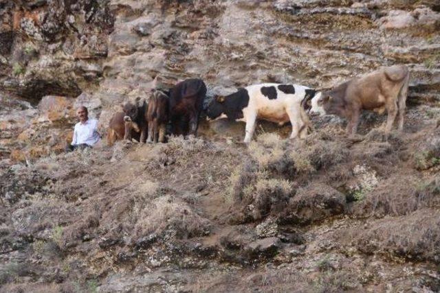 Kayalıklarda Mahsur Kalan Büyükbaş Hayvanları Köylüler Kurtardı