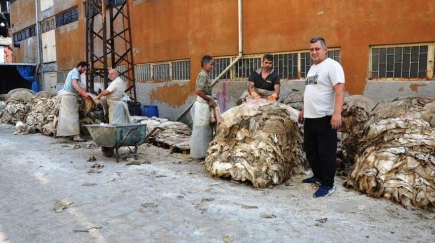17 İşletme Bu Yıl 500 Bin K&uuml;&ccedil;&uuml;kbaş Hayvan Derisi İşledi