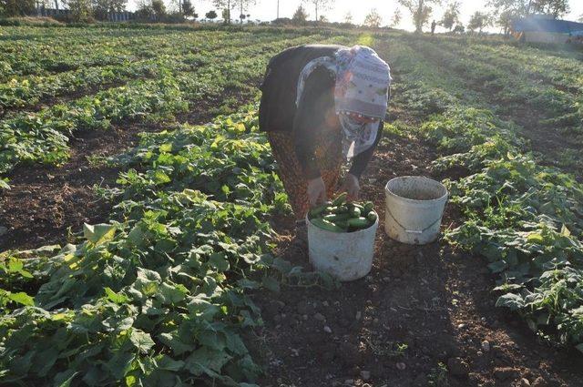 Payas’ta Organik Salatalık Üretimi