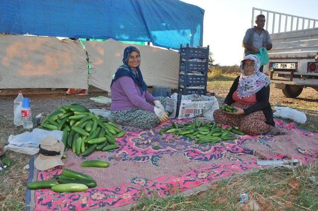 Payas’ta Organik Salatalık Üretimi