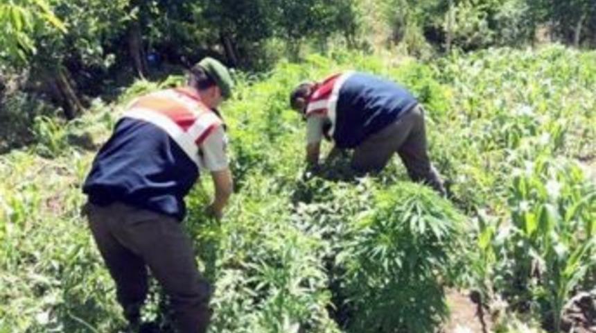 &Ccedil;ameli&rsquo;de Uyuşturucu Operasyonu: 1 G&ouml;zaltı