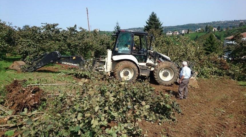 Fındık Bah&ccedil;esini S&ouml;kt&uuml;