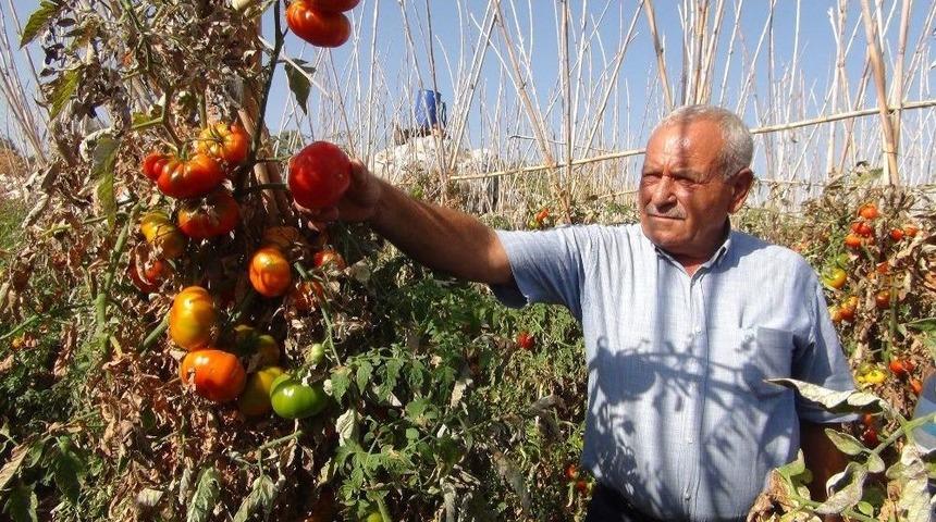 Domates &Uuml;reticisi Maliyetini Bile Kurtaramadı
