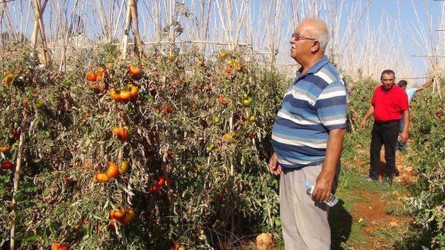 Domates Üreticisi Maliyetini Bile Kurtaramadı