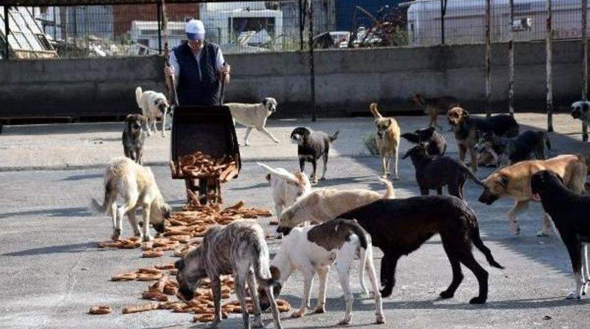 El Konulan 5 Bin Simit Barınaktaki K&ouml;peklere Verildi