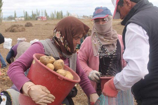 ’kadın Elinde Yerli Patates’ Projesinde Hasat Yapıldı