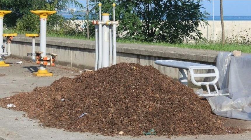 Fındık Zurufundan Doğal G&uuml;bre