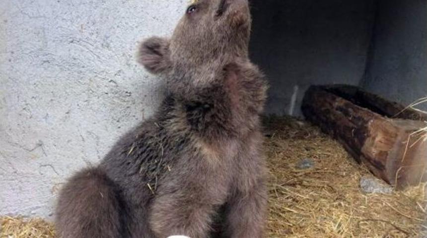 Yavru Ayı Tedavisinin Ardından Doğaya Salındı