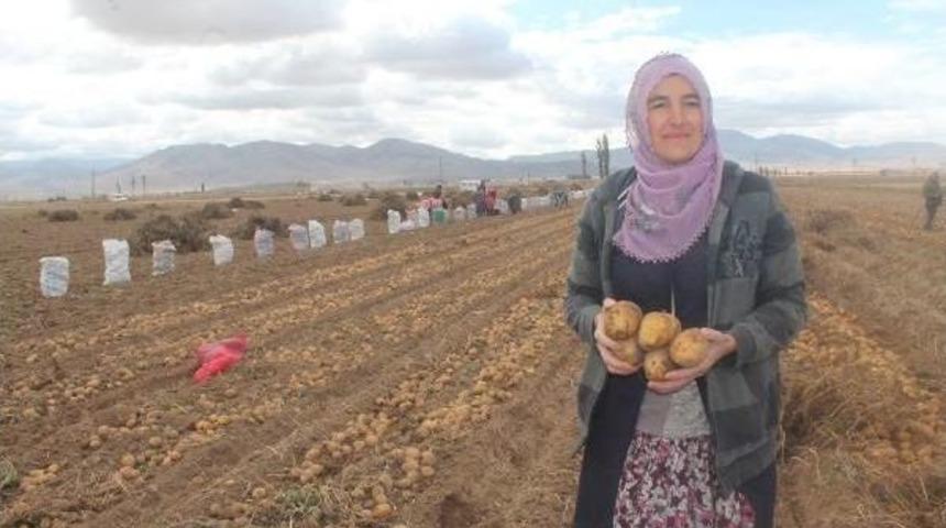 Kadın &Ccedil;ift&ccedil;ilerin Patatesleri Hasat Edildi