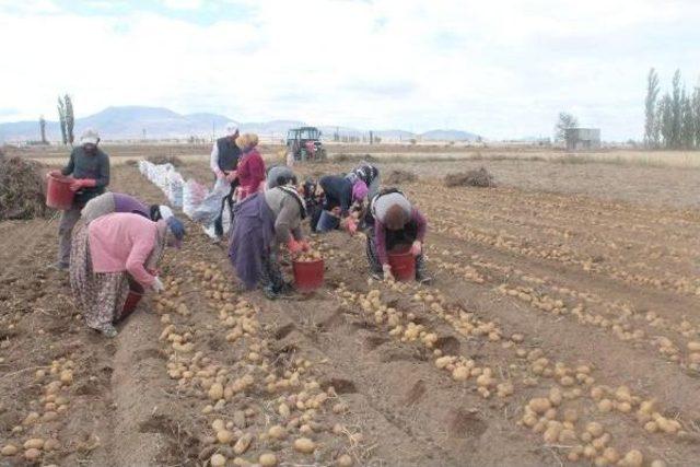 Kadın Çiftçilerin Patatesleri Hasat Edildi