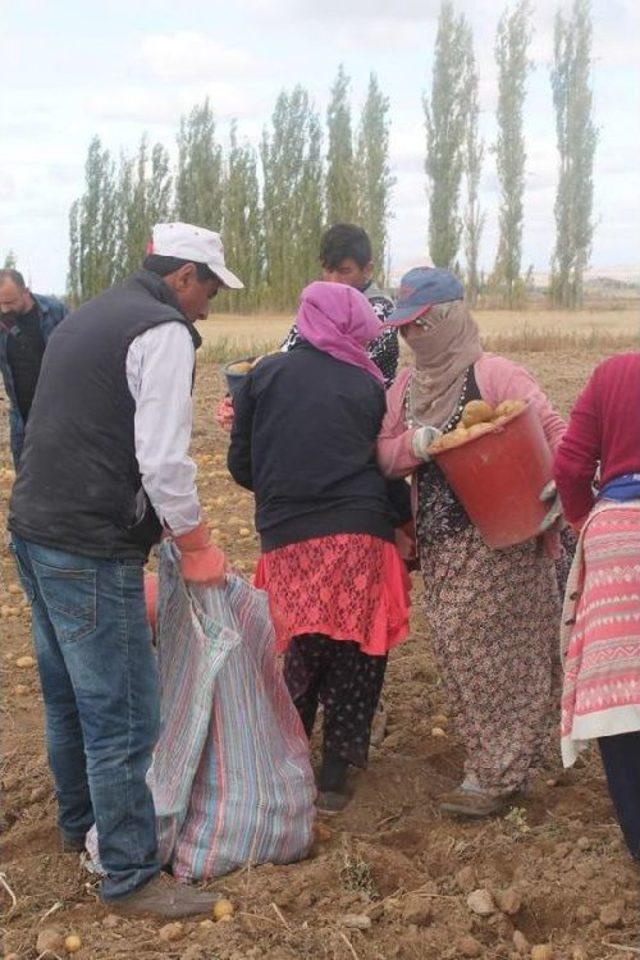 Kadın Çiftçilerin Patatesleri Hasat Edildi