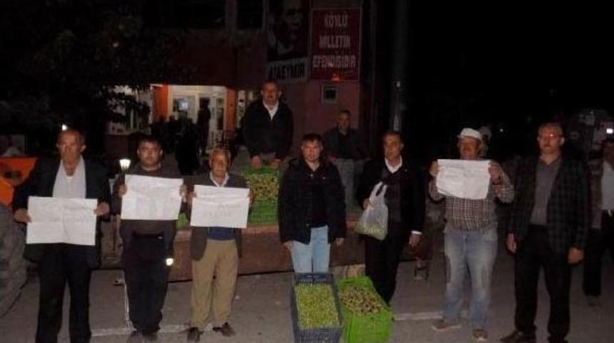 3 Ton Zeytini Protesto I&ccedil;in Bedava Dağıttılar