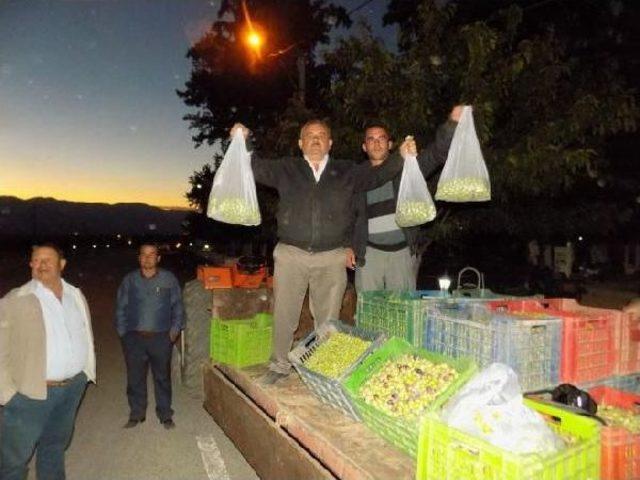 3 Ton Zeytini Protesto Için Bedava Dağıttılar