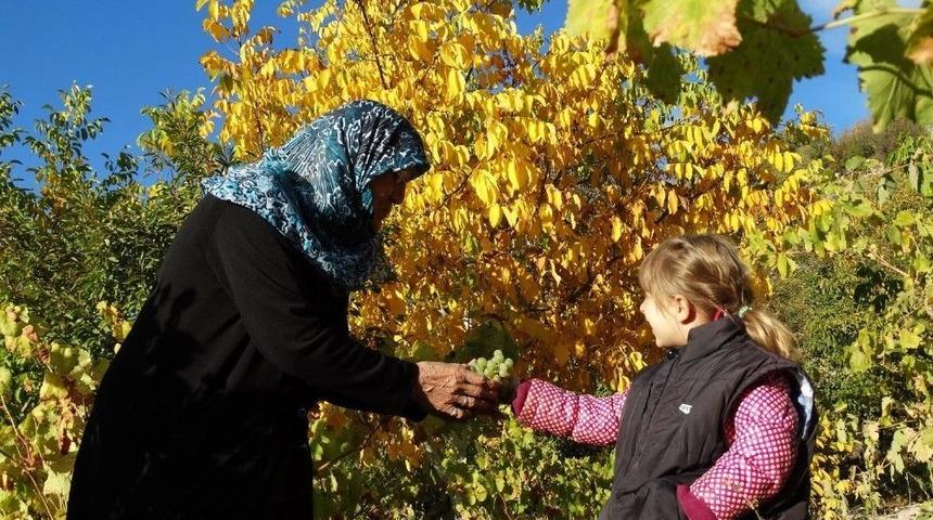 Domani&ccedil;&rsquo;te &Uuml;z&uuml;m Hasadı Başladı