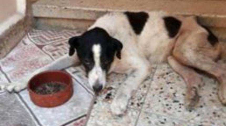 Kayıp K&ouml;pek &Ccedil;ıtır&rsquo;ın &Ouml;l&uuml;m&uuml; Mahalle Sakinlerini H&uuml;zne Boğdu