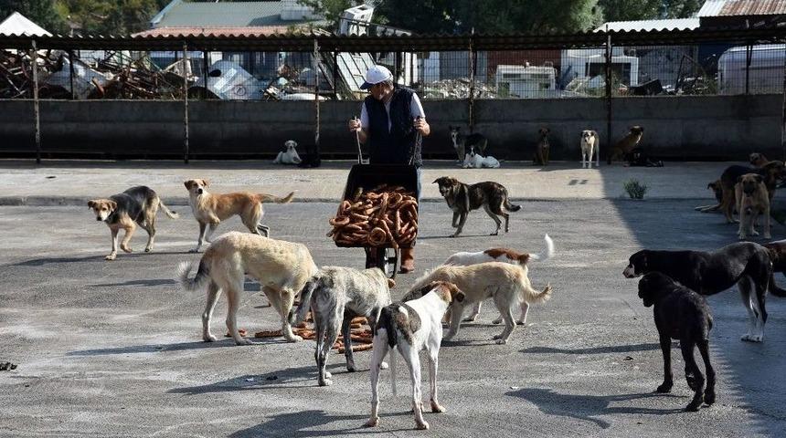 Zabıtanın El Koyduğu Simitler Barınaktaki K&ouml;peklere Verildi