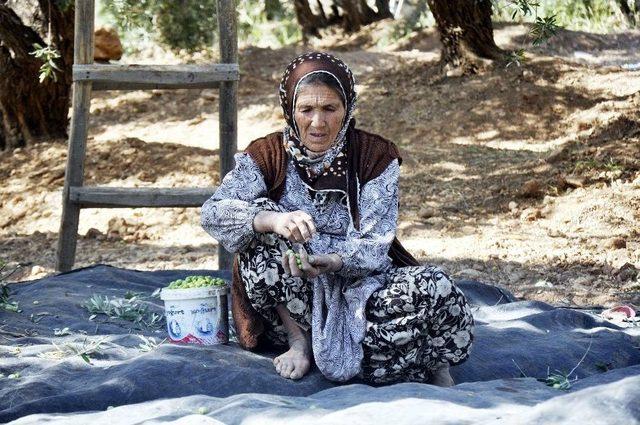 Derik Zeytininde Hasat Zamanı