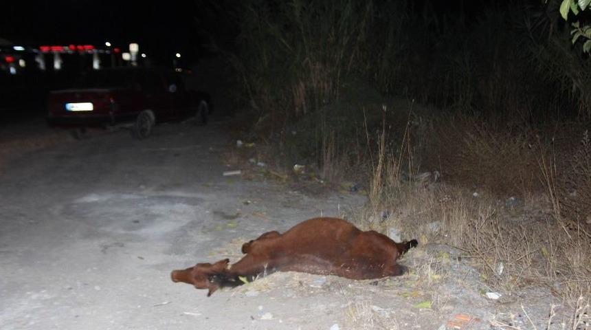 Gece Yarısı Evden Ka&ccedil;an At Otomobile Girdi 2 Yaralı