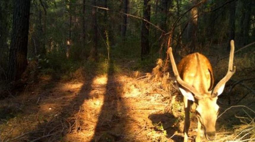 Ana Vatanı T&uuml;rkiye Olan Alageyik Sayısı 302'ye D&uuml;şt&uuml;