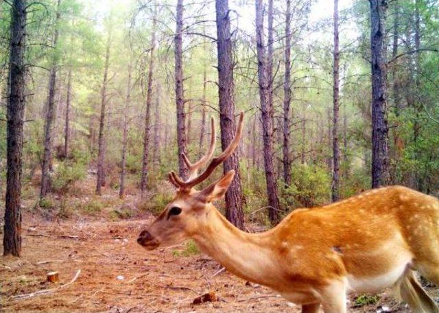 Ana Vatanı T&uuml;rkiye Olan Alageyik Sayısı 302 ye D&uuml;şt&uuml; 1