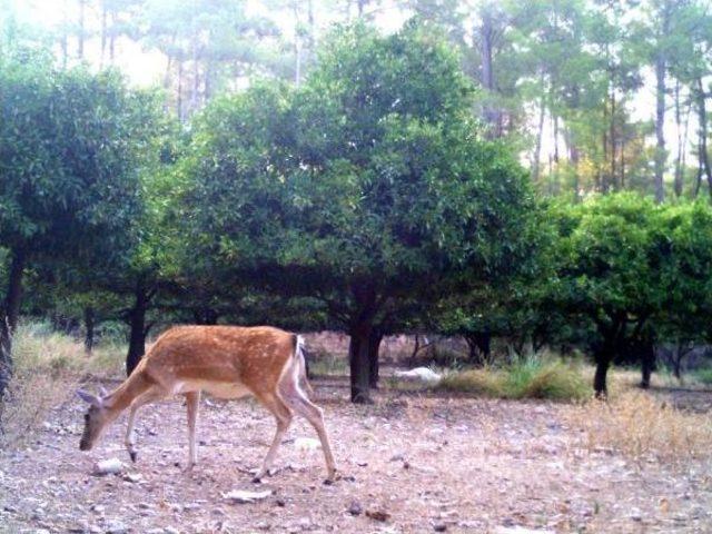 Ana Vatanı T&uuml;rkiye Olan Alageyik Sayısı 302 ye D&uuml;şt&uuml; 2