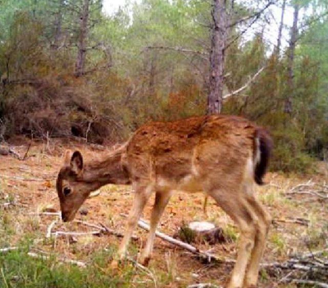 Ana Vatanı T&uuml;rkiye Olan Alageyik Sayısı 302 ye D&uuml;şt&uuml; 3