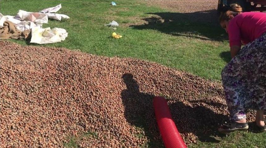 Patoz Fındığı, K&ouml;ylerin Gelir Kaynağı Oldu