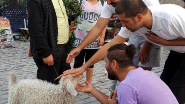 Torununun  Adını Verdiği Oğlağı Yanından Ayırmıyor