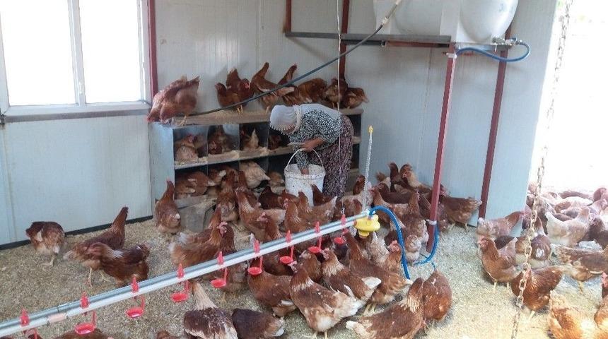 Samsat’ta Genç Çiftçi Desteği İle Bayanlar Üretim Yapıyor