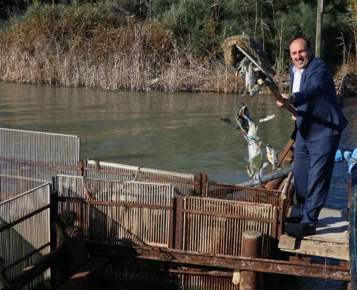 Yumurtalı Kefal, Levrek Ve &Ccedil;ipuralar Denize Bırakıldı